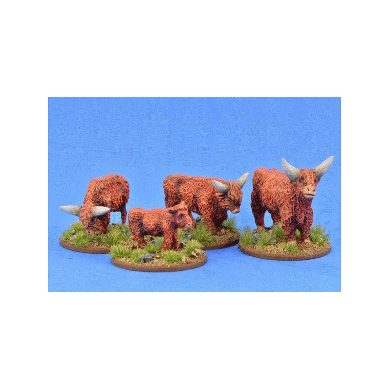 Highland Cattle