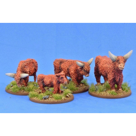 Highland Cattle