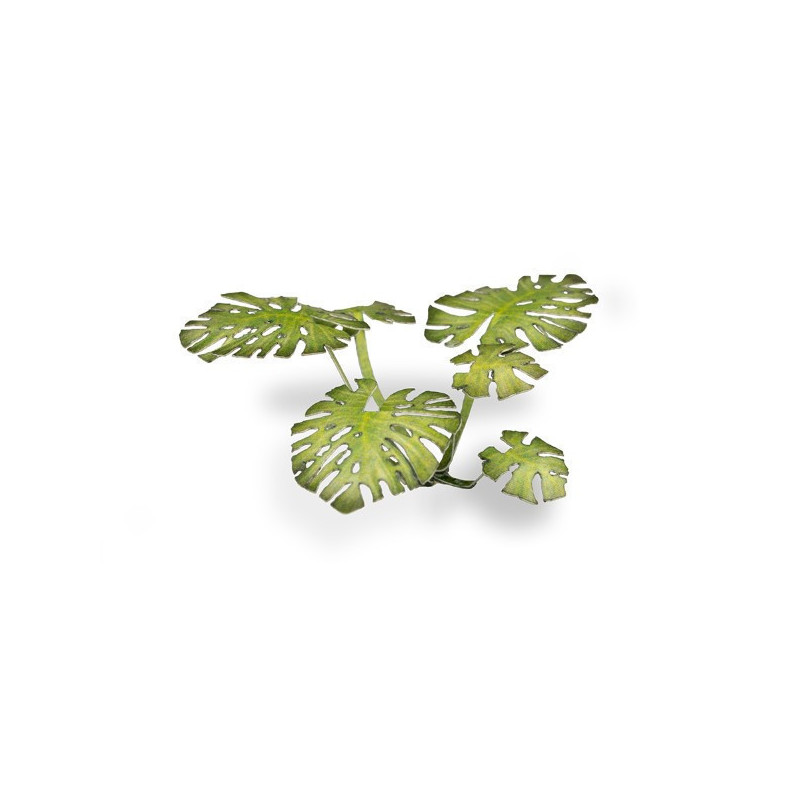 Monstera