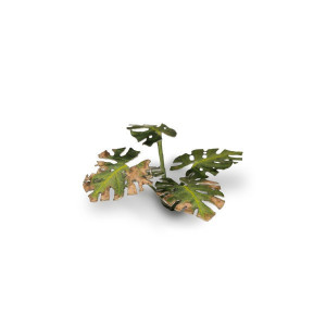 Monstera