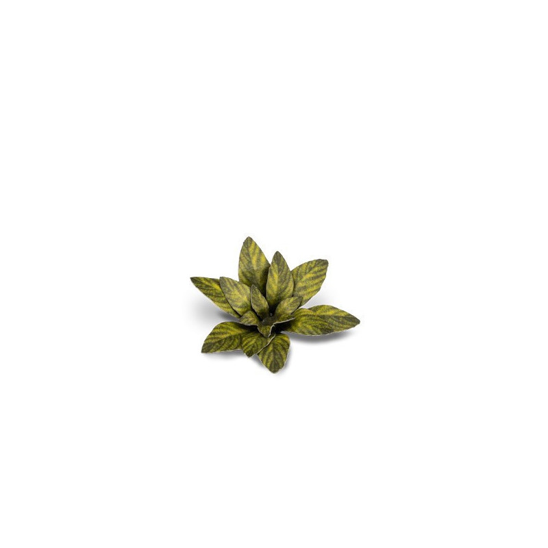 Dumb Cane