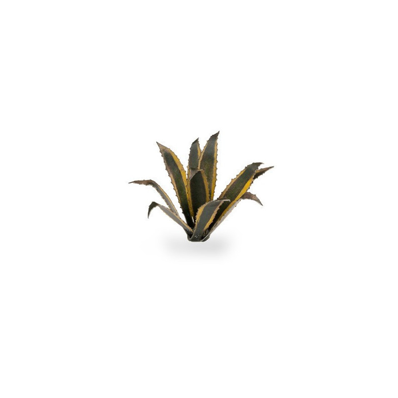 Agave