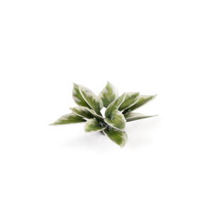 Plantain Lily