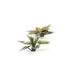 Plantain Lily