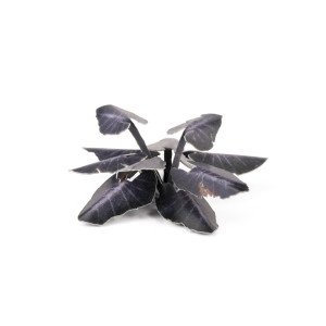Black Magic Taro