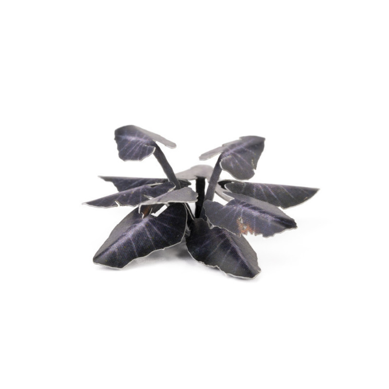 Black Magic Taro