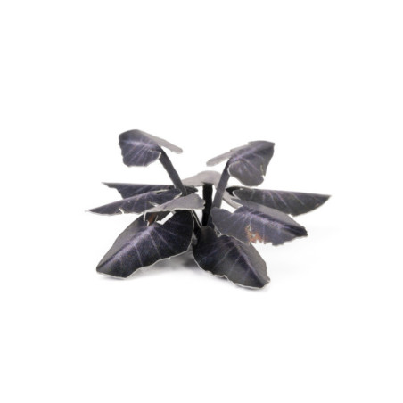 Black Magic Taro