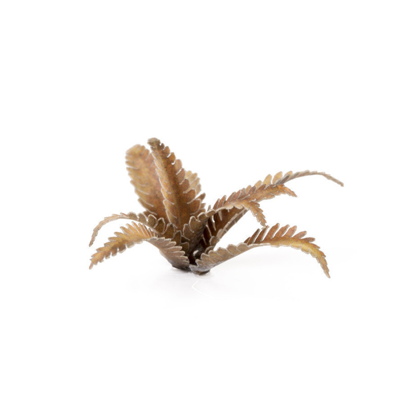 Deer Fern